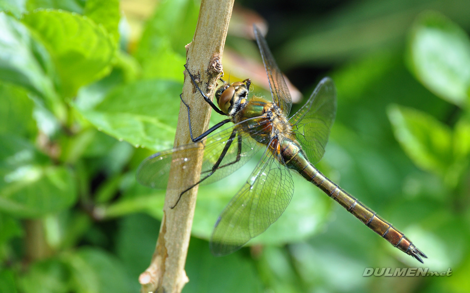 Downy Emerald (male, Cordulia aenea)